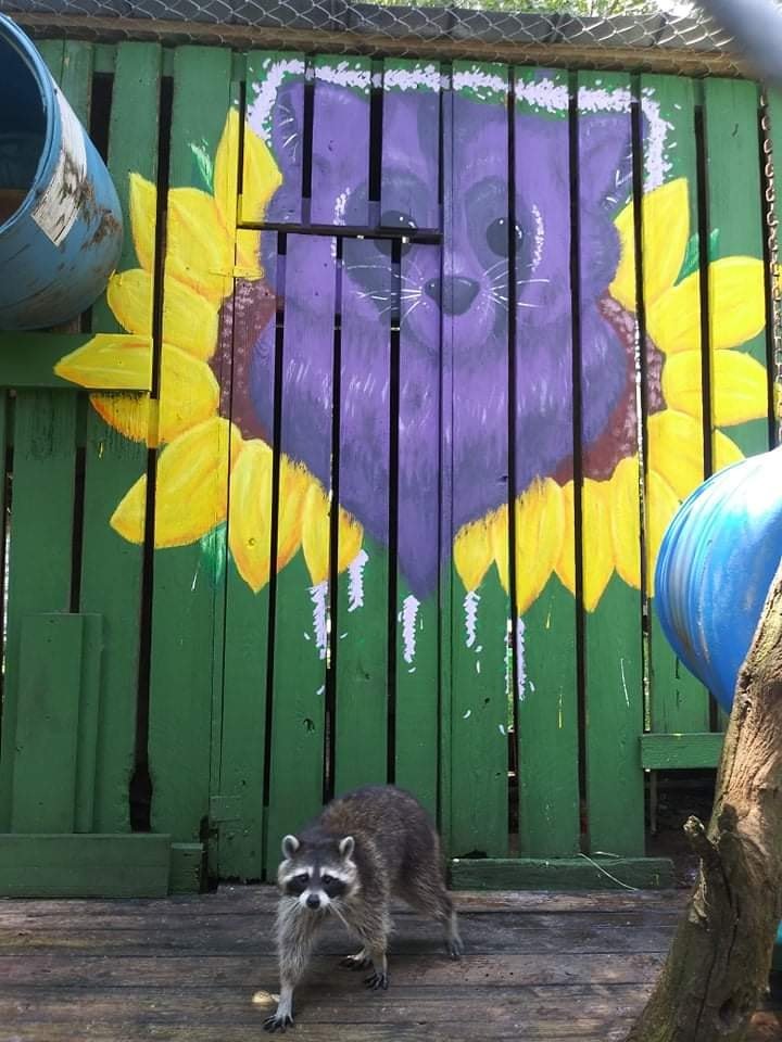 One of the volunteers gave the raccoon enclosure a makeover.